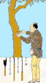 188urushikakishi